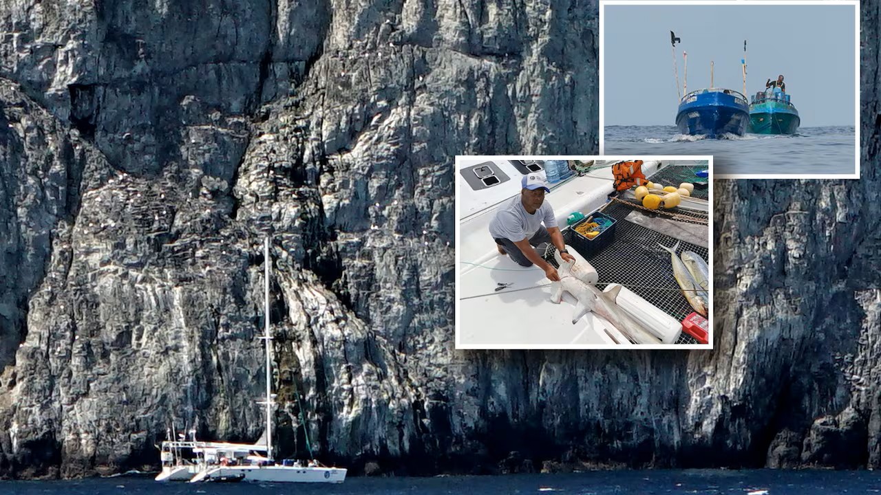 Malpelo, El País