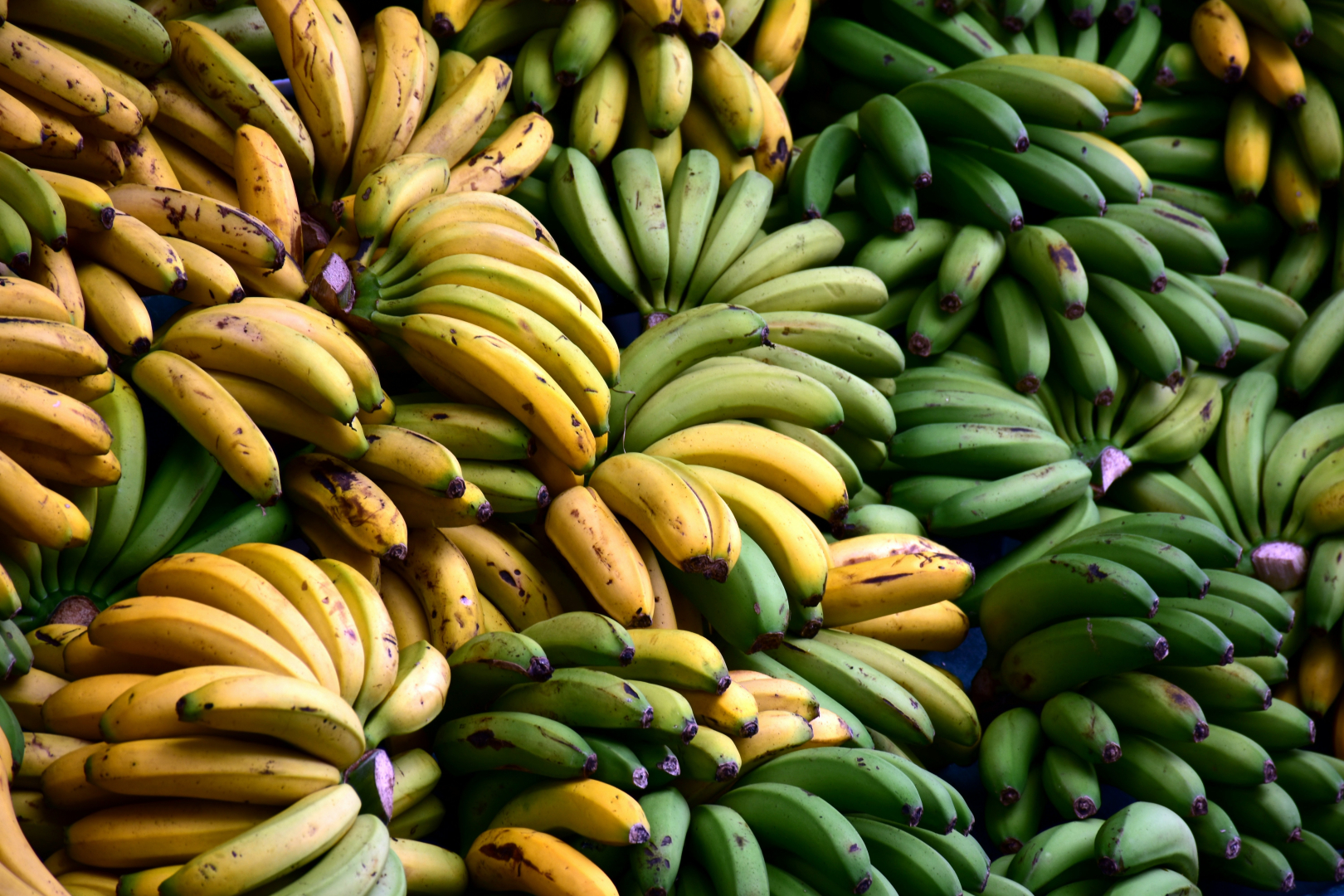 Ries Bosch bananos