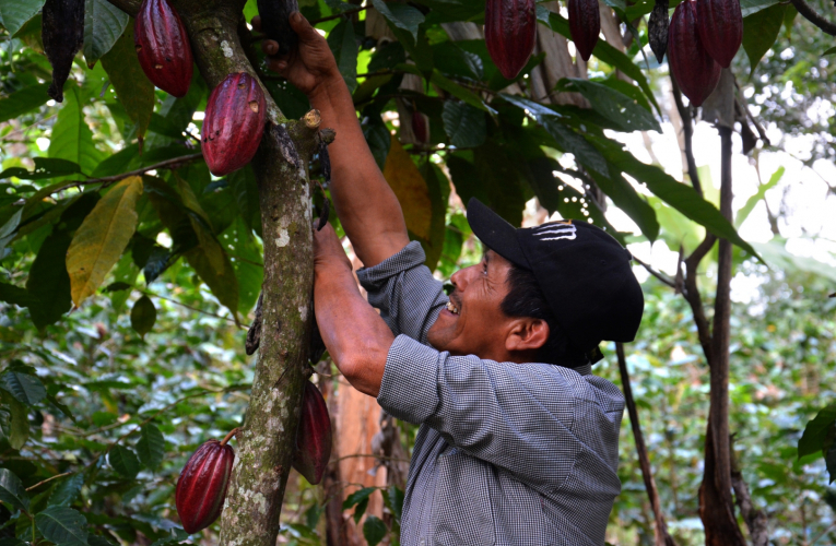 El equipo de Escenarios de CCAFS participó de un taller para proporcionar información sobre el clima a los agricultores de cacao y orientar los planes de adaptación local. Foto: J.L.Urrea (CCAFS)