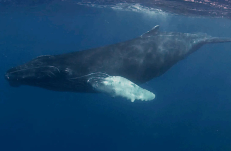 Una ballena jorobada nada en las aguas del archipiélago de Revillagigedo, situado a unos 800 kilómetros de la costa occidental mexicana, y rica en diversidad biológica. 