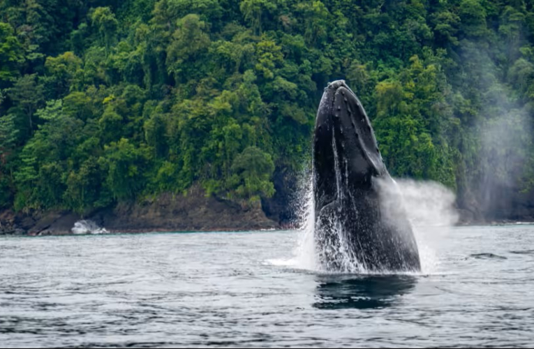Ballena Corredor Marino Pacífico Este Tropical