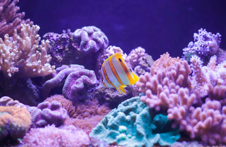 El Corredor Marino del Pacífico Este Tropical es una iniciativa intergubernamental surgida en 2004