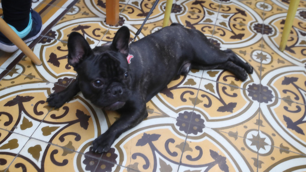 Antiguos mosaicos en Cafenauta en barrio Amón. Las mascotas son más que bienvenidas en los recorridos organizados por ChepeCletas. John Durán / Grupo Nación